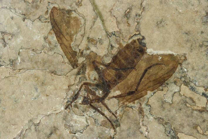 Fossil March Fly (Plecia) - Green River Formation #135894